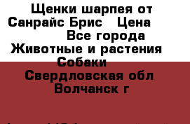 Щенки шарпея от Санрайс Брис › Цена ­ 30 000 - Все города Животные и растения » Собаки   . Свердловская обл.,Волчанск г.